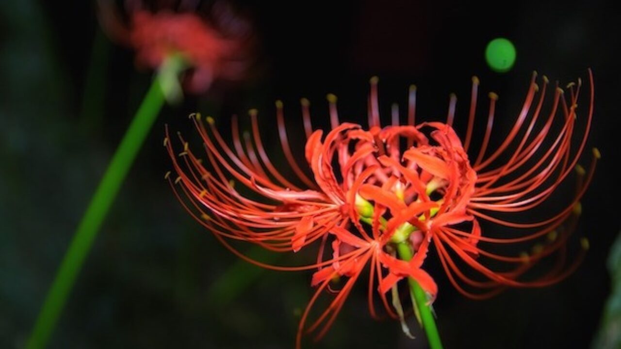 The Complete Guide To Red Spider Lilies Lycoris Radiata Green Ideas